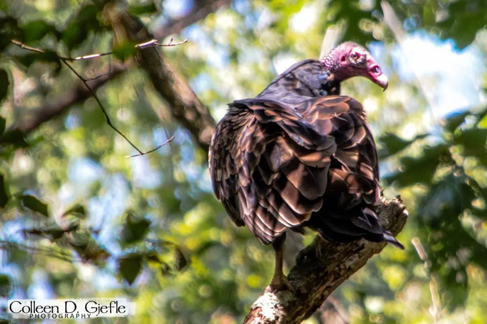 A Vulture perched on a dead tree limb